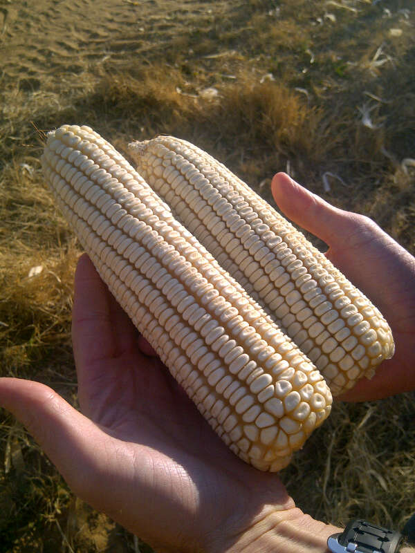 novelgro terra result on corn in north west province south africa