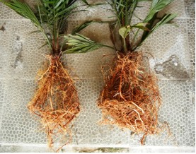 oil palm seedling roots novelgro terra