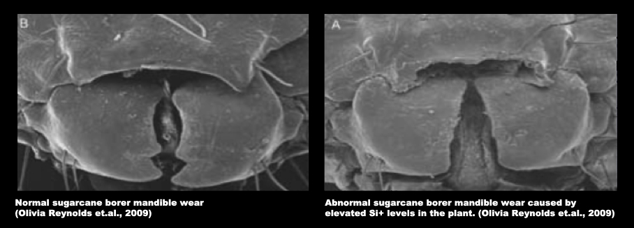 NOVELGRO SILICA - Sugarcane Stem borer mandible wear by silica cell.jpg