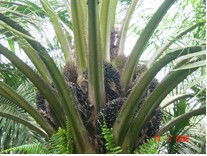 novelgro terra oil palm in jambi estate 