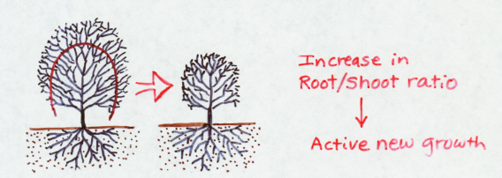roots to shoots ratio